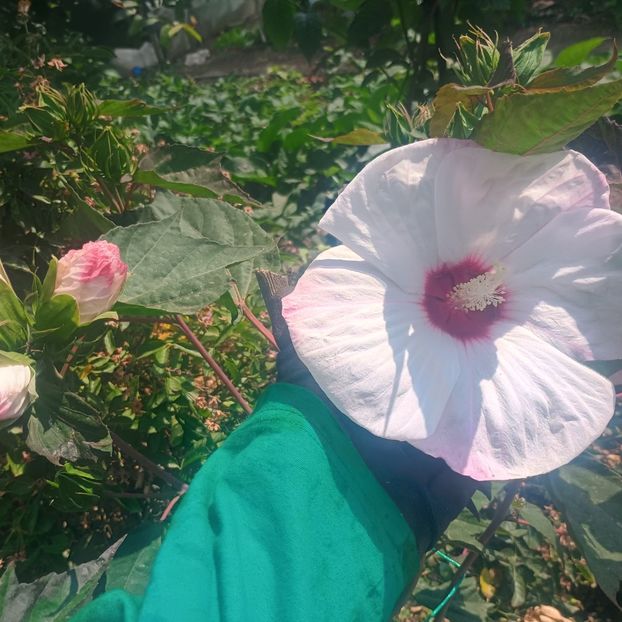 hm alb - Gradina flori 2025