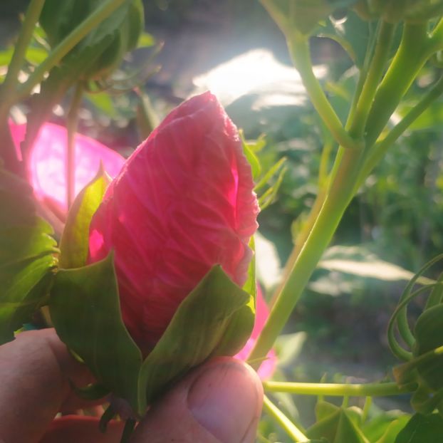 hm boboc - Gradina flori 2025