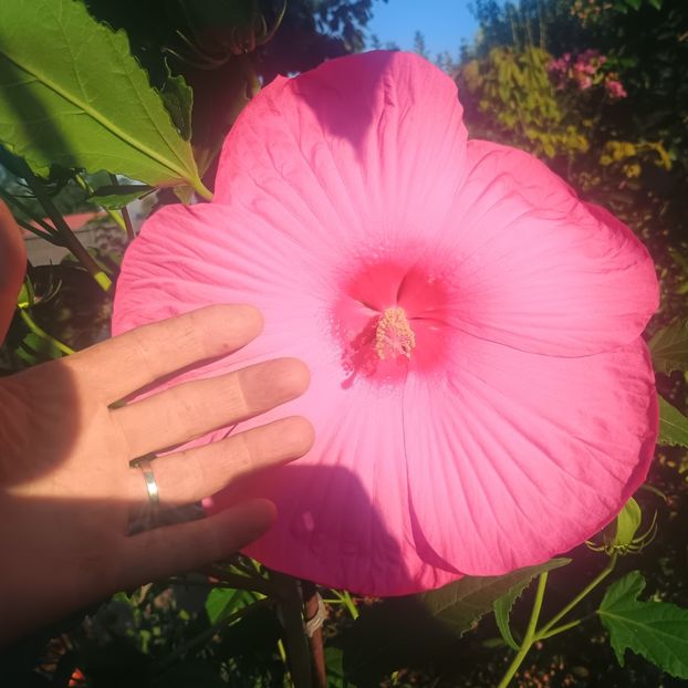 hm coral - Gradina flori 2025