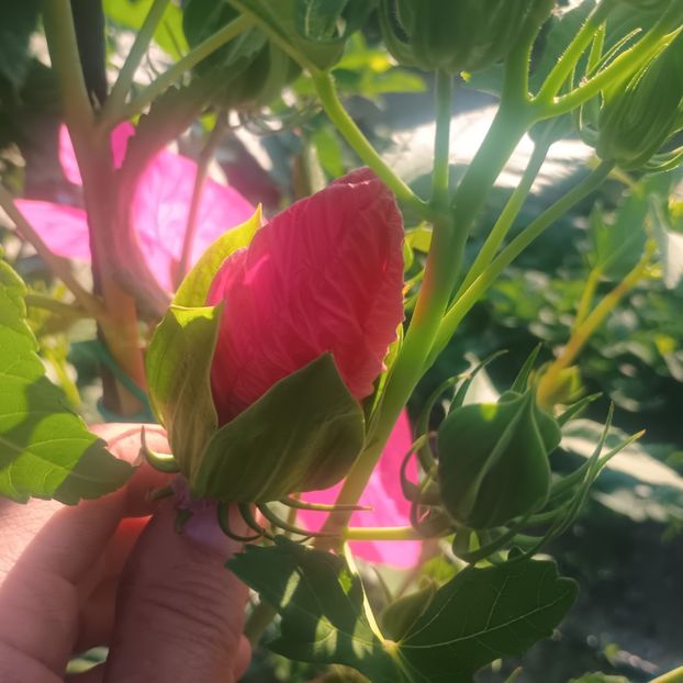  - Gradina flori 2025