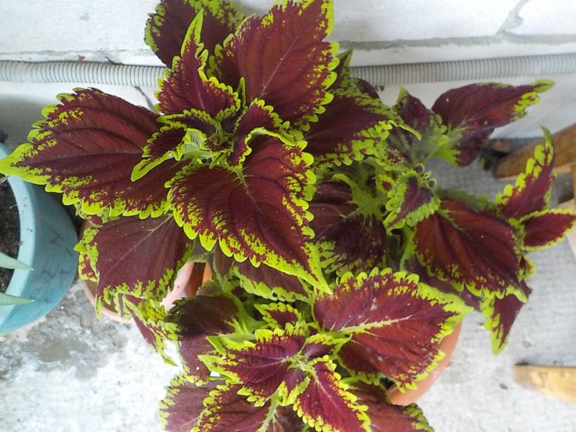  - coleus