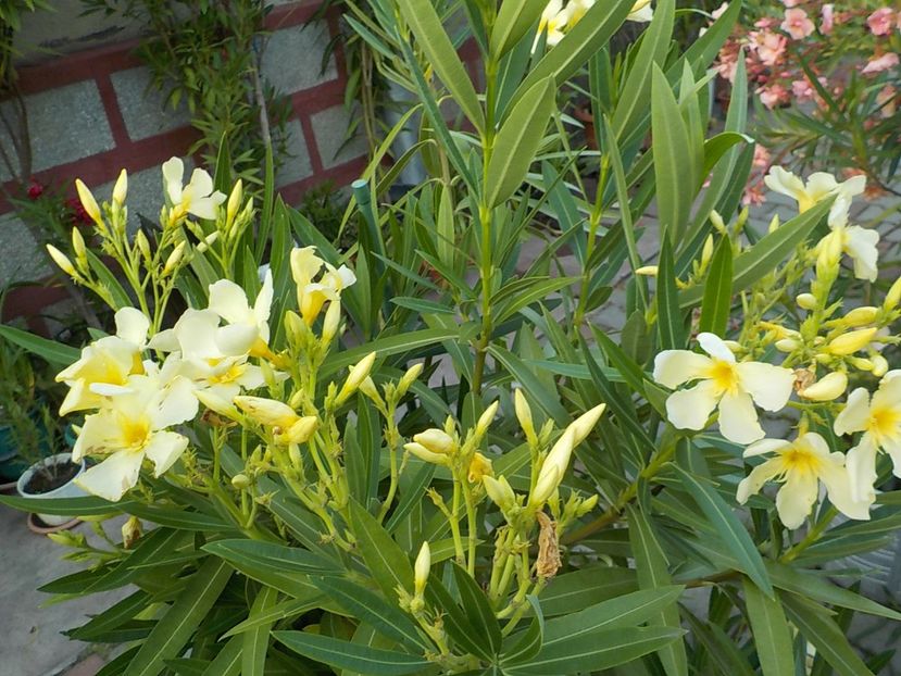  - maria gambeta nr 25