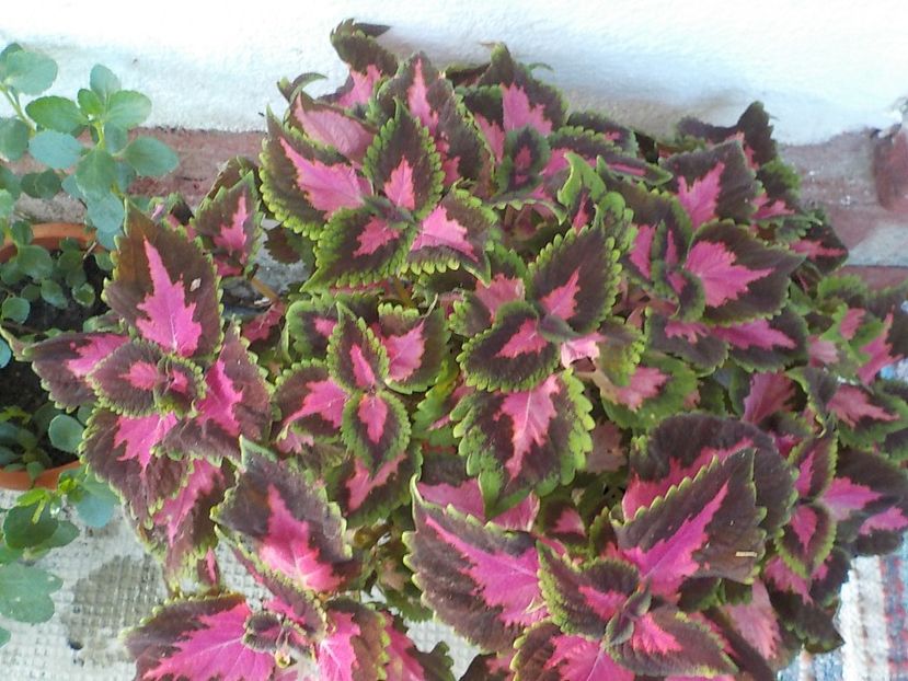  - coleus
