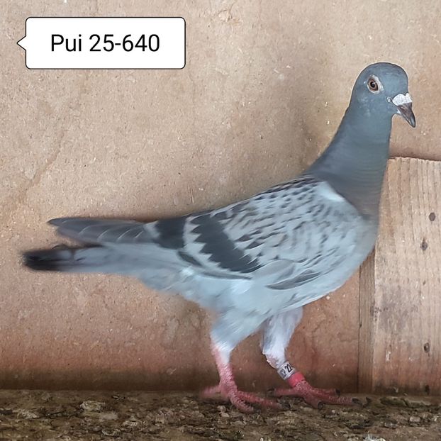 Mascul 25-640....-10 lei - Porumbei vanduti