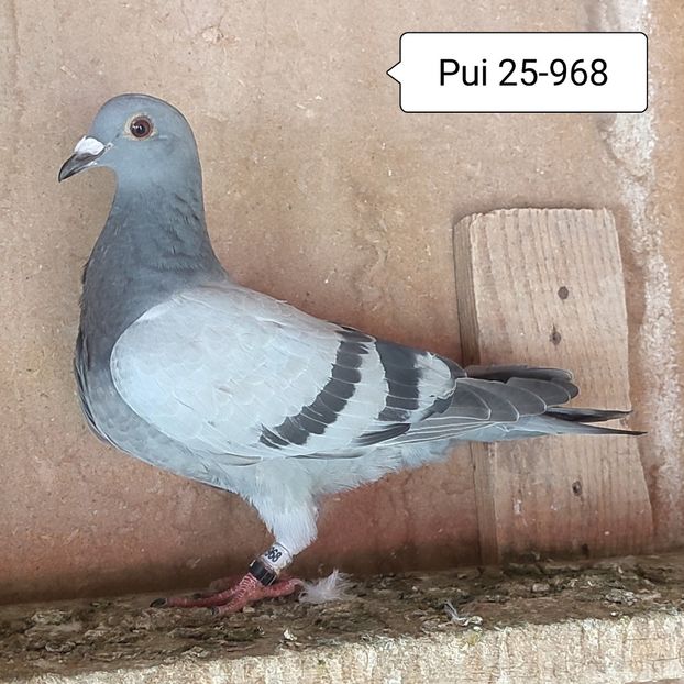 Pui 25-968 - Vanat