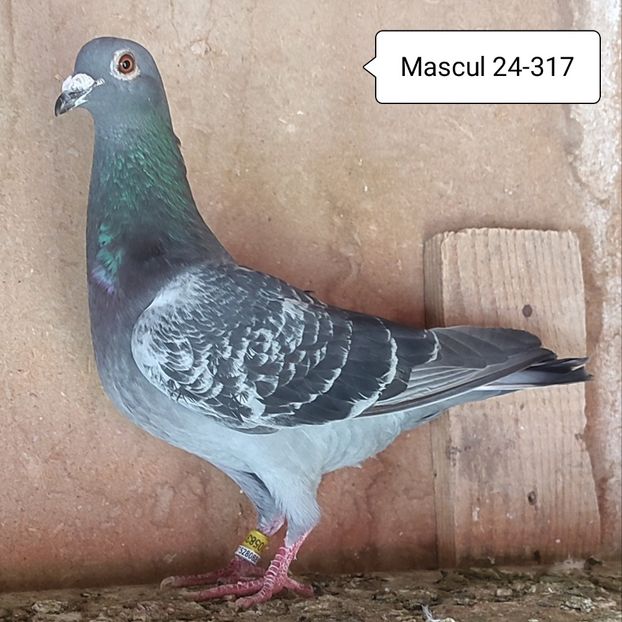 Mascul 24-317 - Stropit