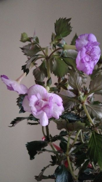  - 2025-Oxygen-nu o mai am