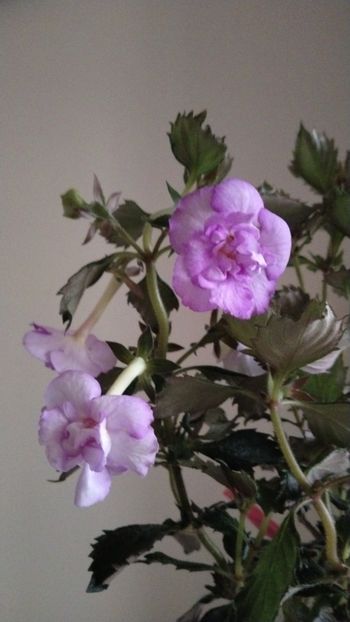  - 2025-Oxygen-nu o mai am