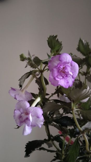  - 2025-Oxygen-nu o mai am