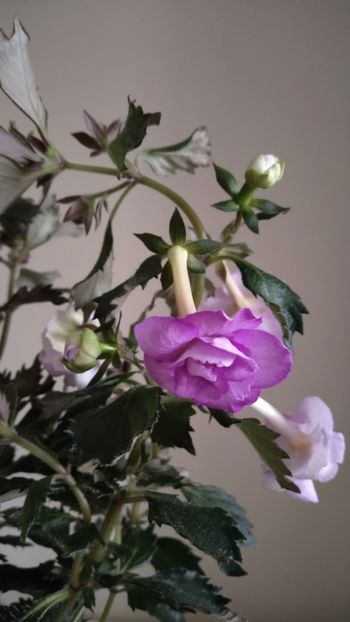  - 2025-Oxygen-nu o mai am