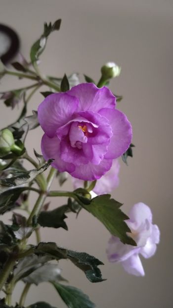  - 2025-Oxygen-nu o mai am