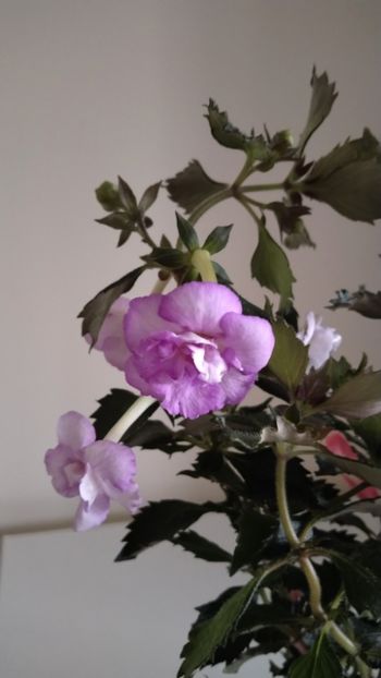  - 2025-Oxygen-nu o mai am