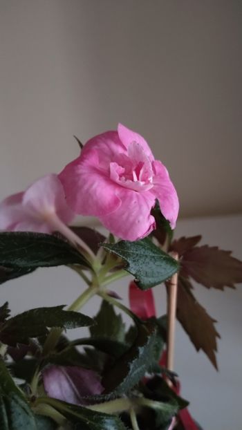  - 2025-BriD s Die Heyms-nu am rizomi