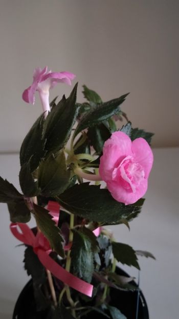  - 2025-BriD s Die Heyms-nu am rizomi