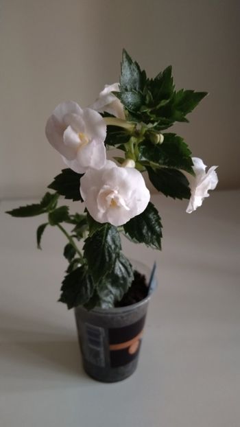  - 2025-RF s PINA COLADA
