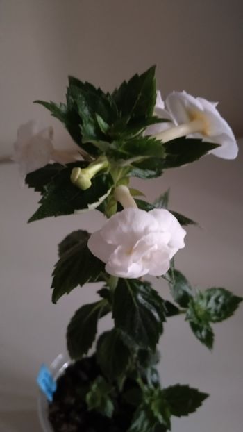  - 2025-RF s PINA COLADA