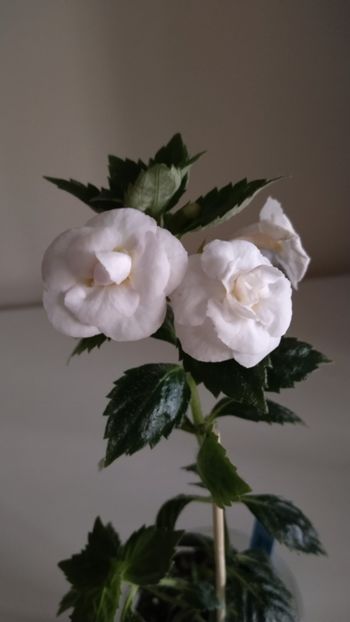  - 2025-RF s PINA COLADA