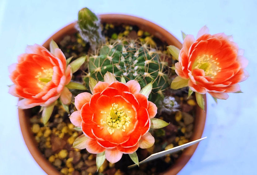 Lobivia hb Blaze - Lobivia hb Blaze