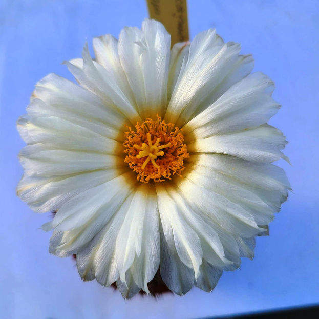 Coryphantha echinus - Coryphantha echinus