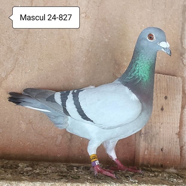 Mascul 24-827 - Vanat