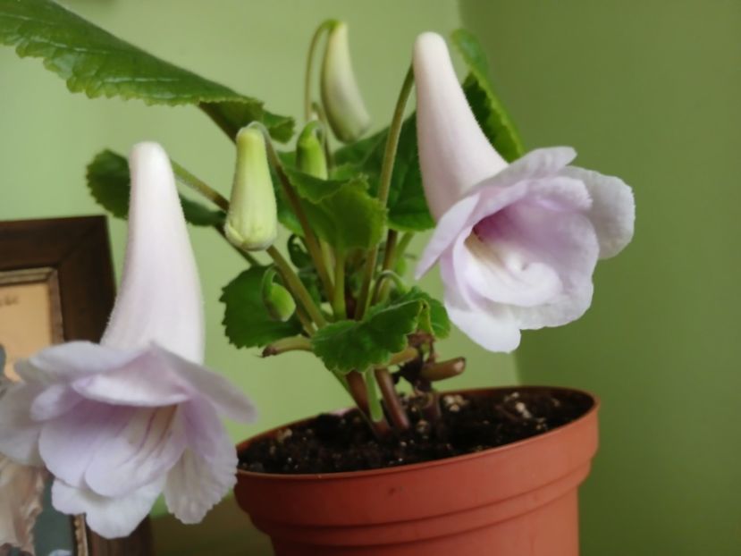  - Siningia Playful Porpoise