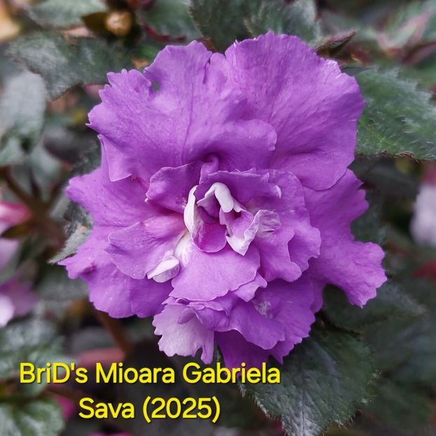 IMG-2025.07.22 - 1 Monique