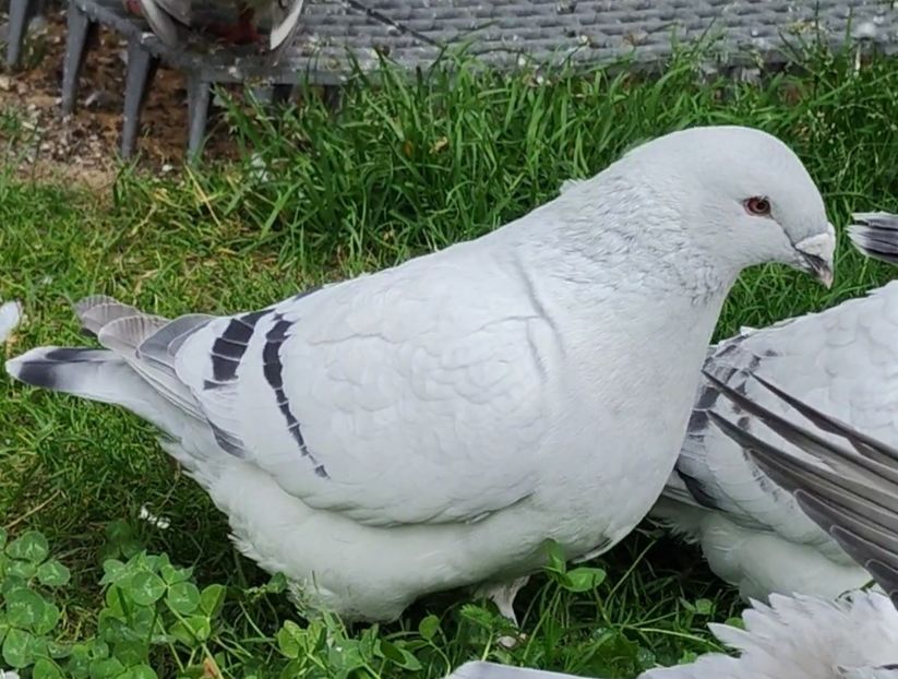 42 - b- SAMICZKI-Females