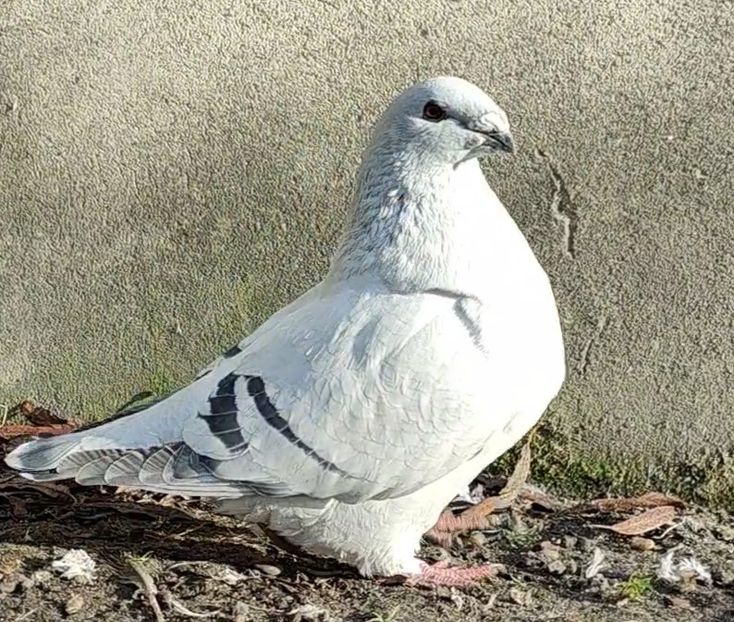 42 - b- SAMICZKI-Females