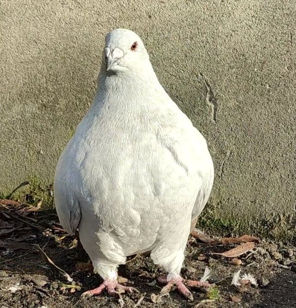 42 - b- SAMICZKI-Females