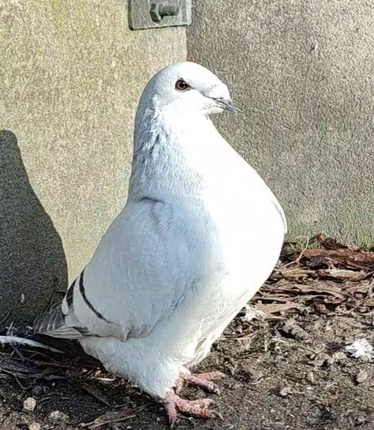 42 - b- SAMICZKI-Females