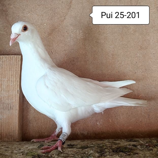 Pui 25-201 - Albi