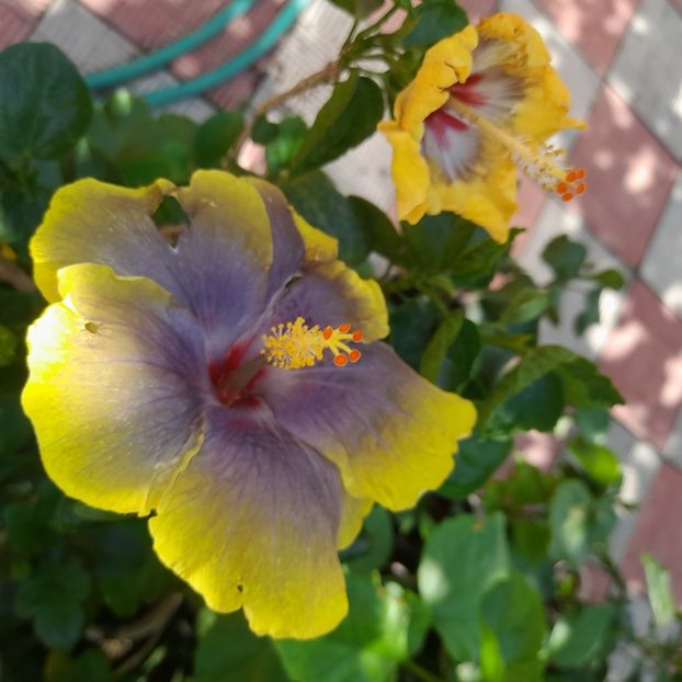 22.07.2025 - HIBISCUSI 2025-3