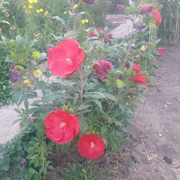 hm carnberry crush - Gradina flori 2025