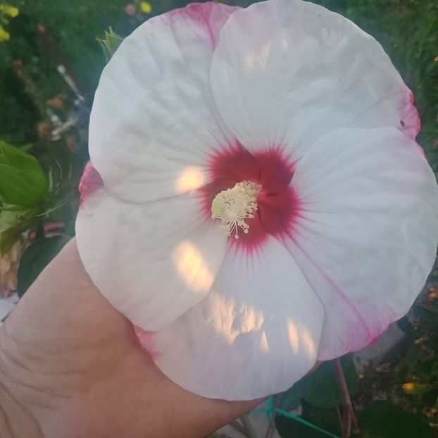  - Gradina flori 2025