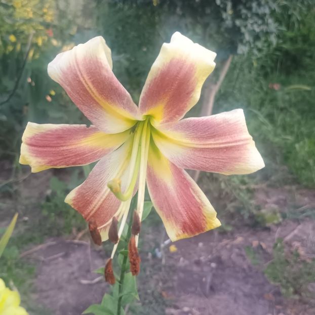  - Gradina flori 2025