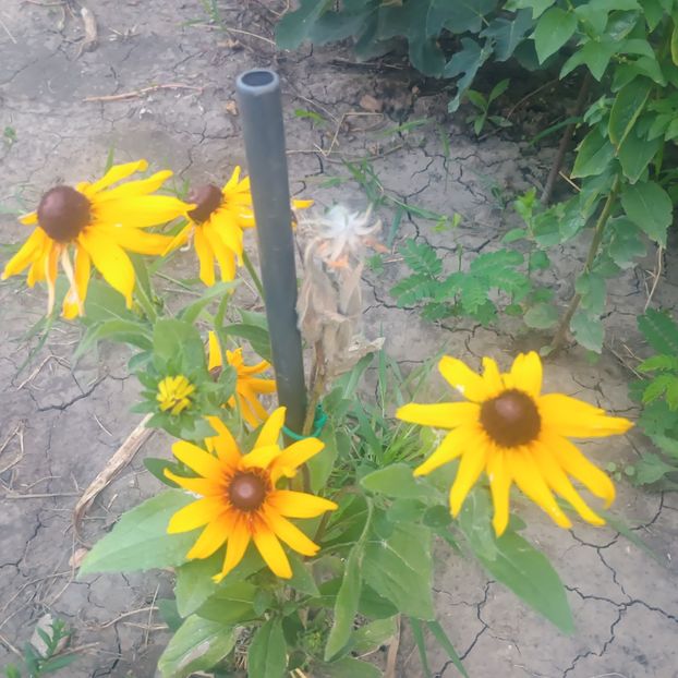rudbeckia - Gradina flori 2025