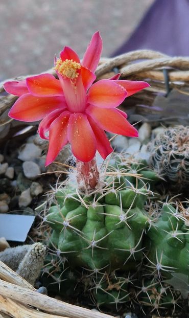 2025 Matucana paucicostata- prima inflorire - Cactusi si suculente 2020-2021-2022-2023- 2024-2025