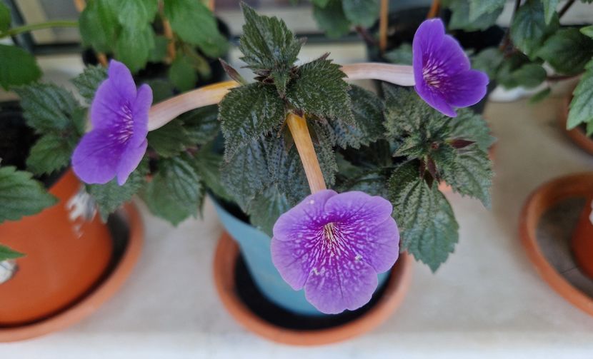  - Serge s Revelation p