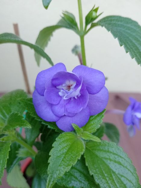  - Double Blue Rose