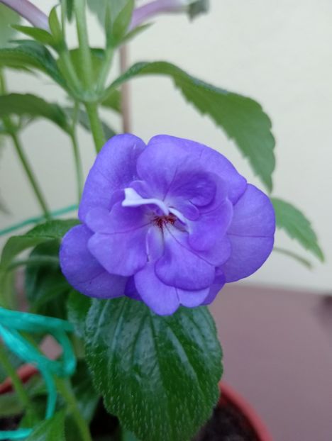  - Double Blue Rose
