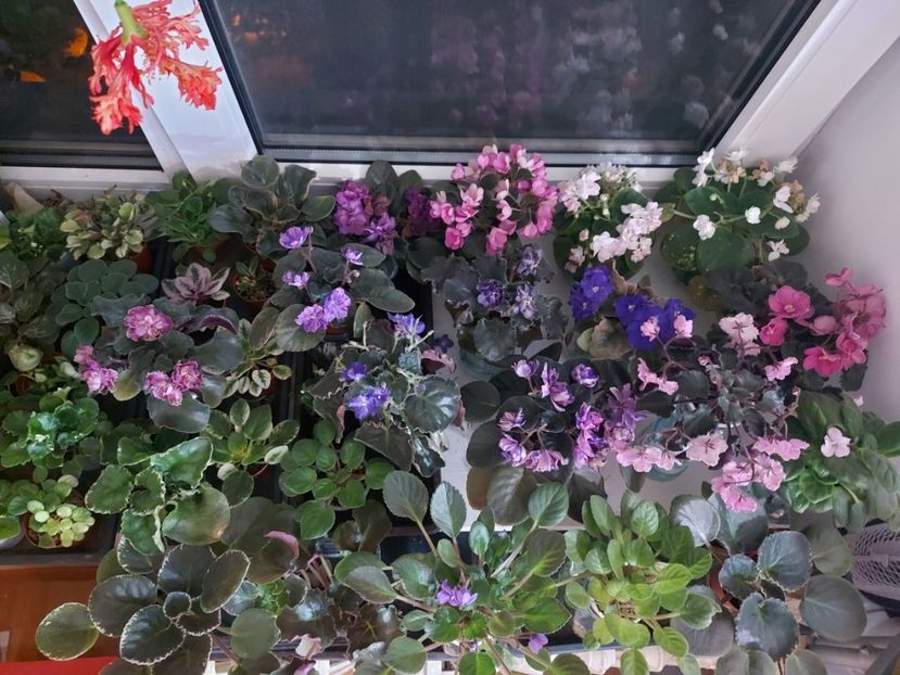  - Violete din seminte PassioFlora