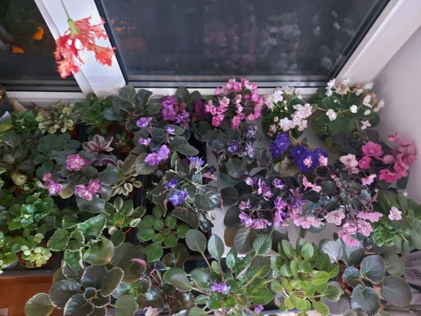  - Violete din seminte PassioFlora