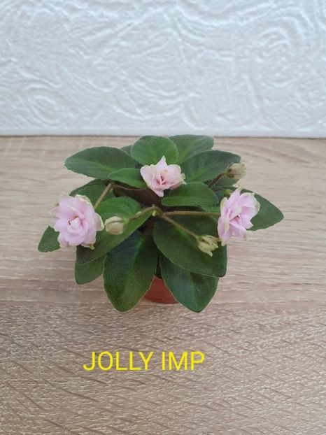 Jolly Imp - Violete de colecție