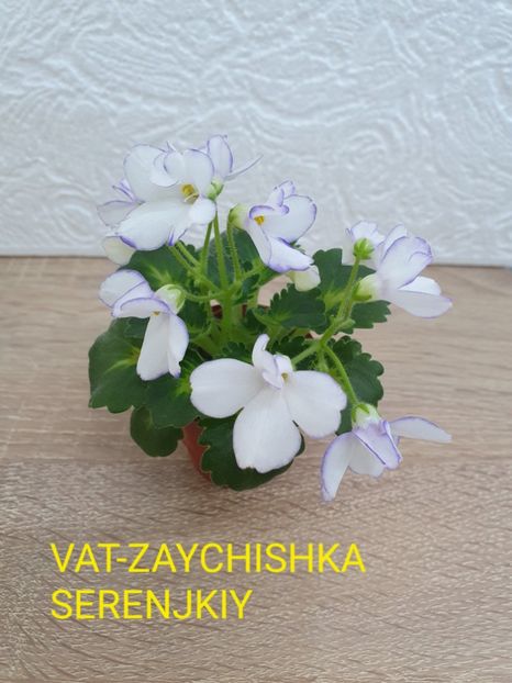 VaT-Zaychishka serenjkiy - Violete de colecție