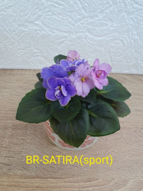BR-Satira(sport) - Violete de colecție