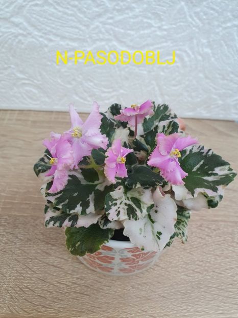 N-Pasodoblj - Violete de colecție