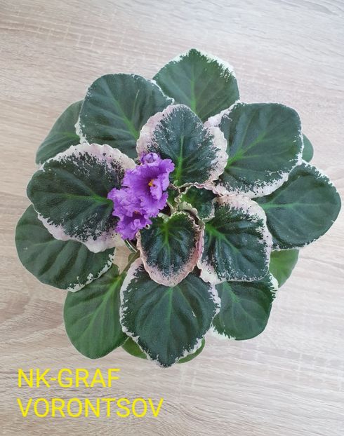 Nk-Graf Vorontsov - Violete de colecție