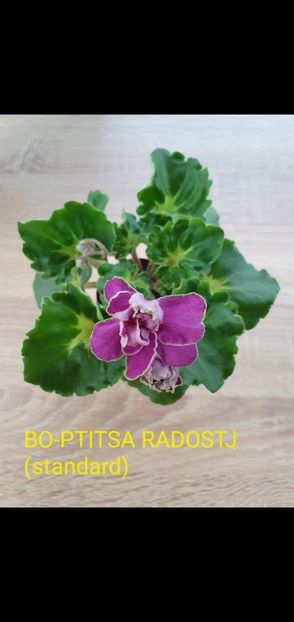 BO-Ptitsa Radostj Screenshot_20250719_212844_Gallery - Violete de colecție