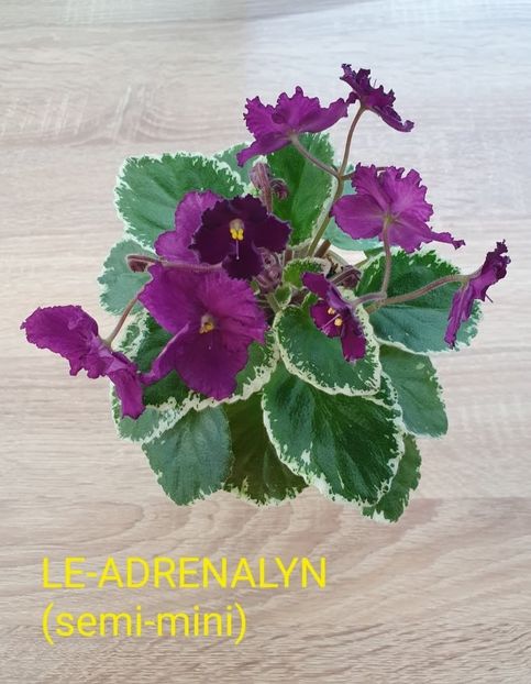 LE-AdrenalinScreenshot_20250719_212349_Gallery - Violete de colecție