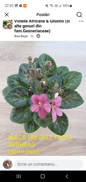 Mac's Freckle Faced Redhead Screenshot_20250717_225259_Facebook - Violete de colecție